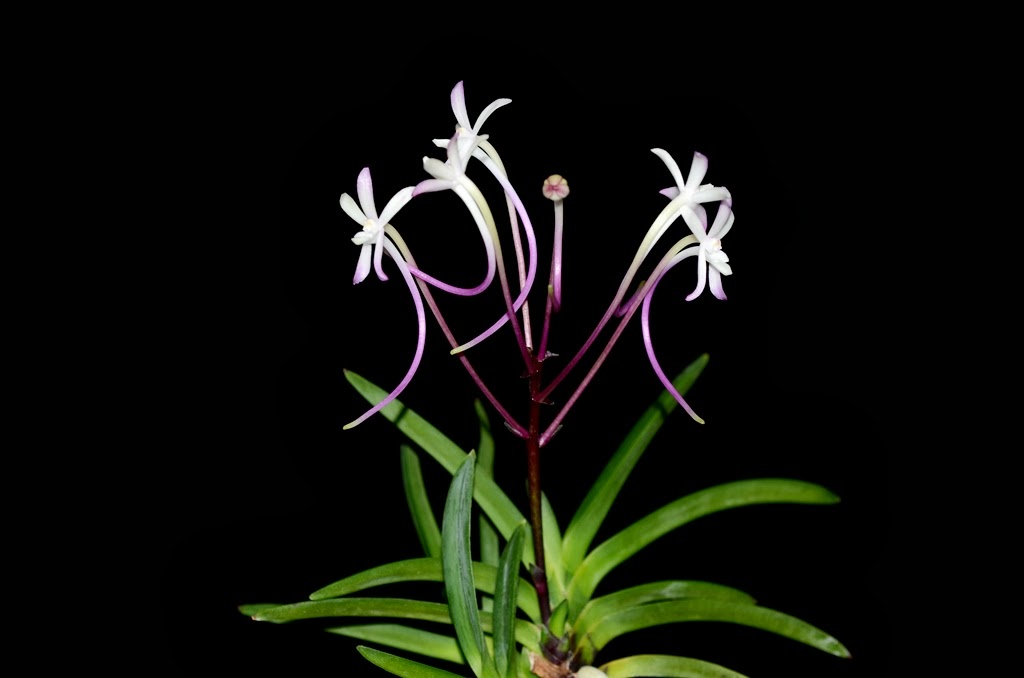 neofinetia_falcata_shojo.jpg