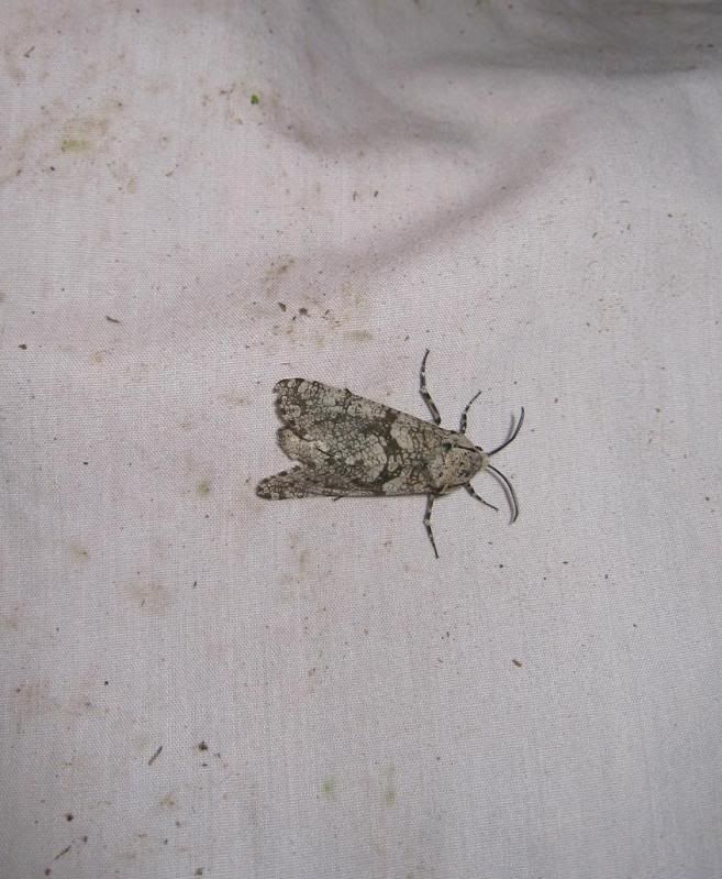 moth17.jpg