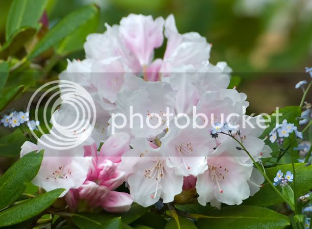 rhododendronPinkParasolweb.jpg