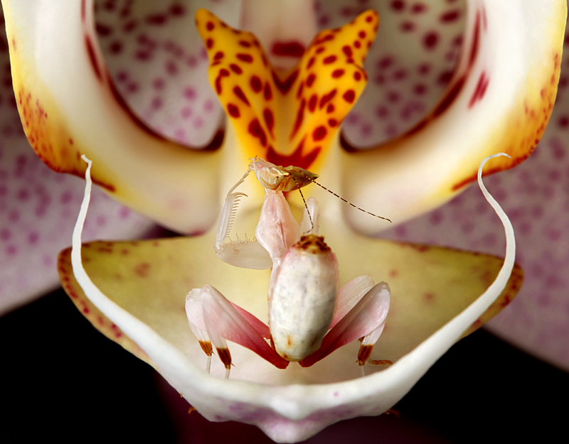 orchid-on-orchid.jpg