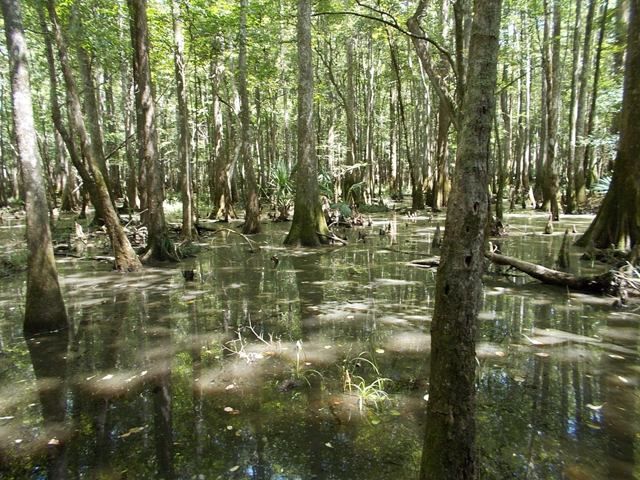 Swamp5.jpg