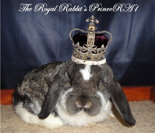 TheRoyalRabbitsPrinceRA1withcrown_zps73b661a6.jpg