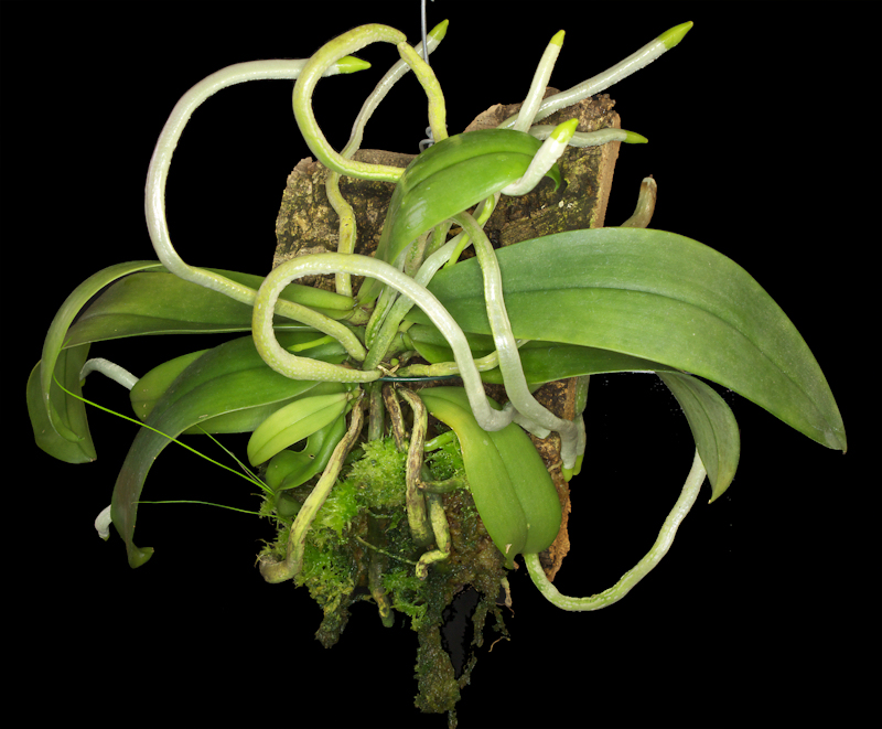Phalaenopsis%20mannii%20Black%2005.jpg