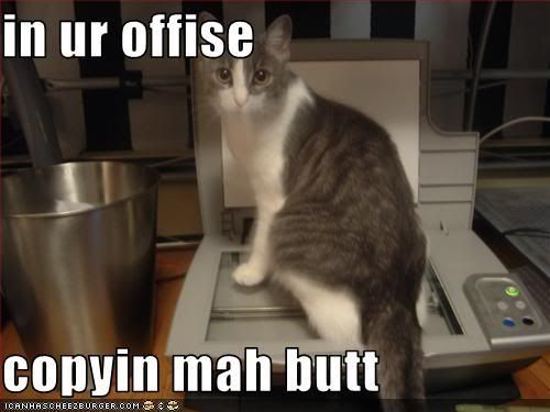 funny-pictures-cat-makes-copies-of-.jpg