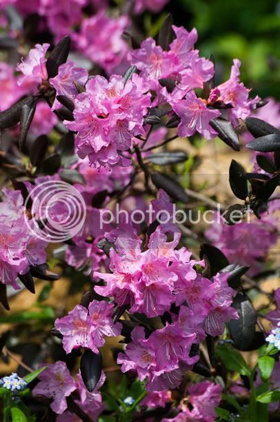 RhododendronMidnightRuby2_web_modifi-1.jpg