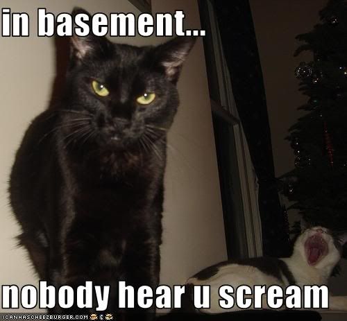 funny-pictures-basement-cat-makes-a.jpg