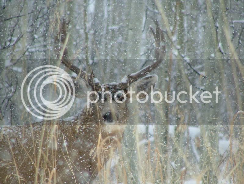 deer2004001.jpg