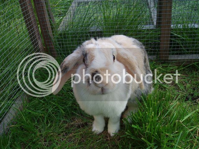 bunnies078.jpg