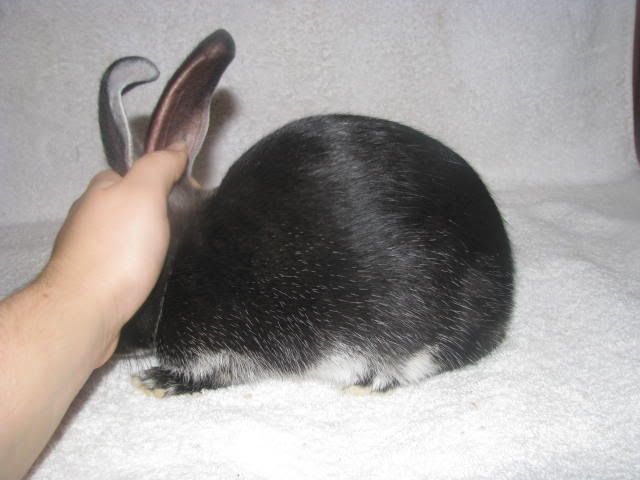 Rabbit010.jpg