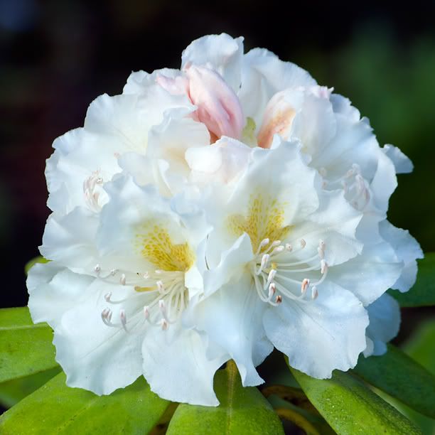 RhododendronBigDeal_web.jpg