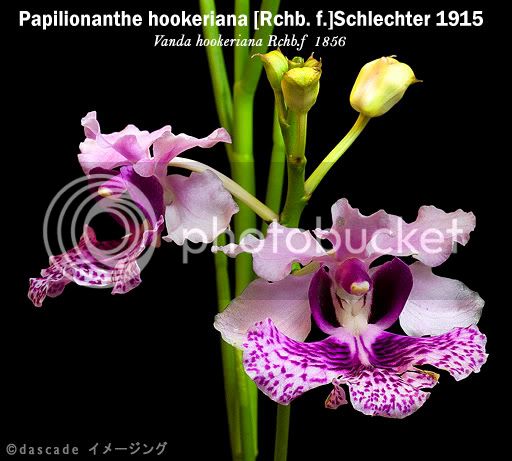 Papilionanthe-hookeriana-REV.jpg