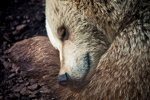 sleeping-bear.jpg