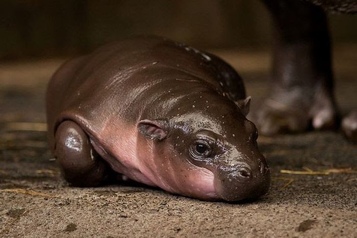 Baby_Pygmy_Hippo_1.jpg