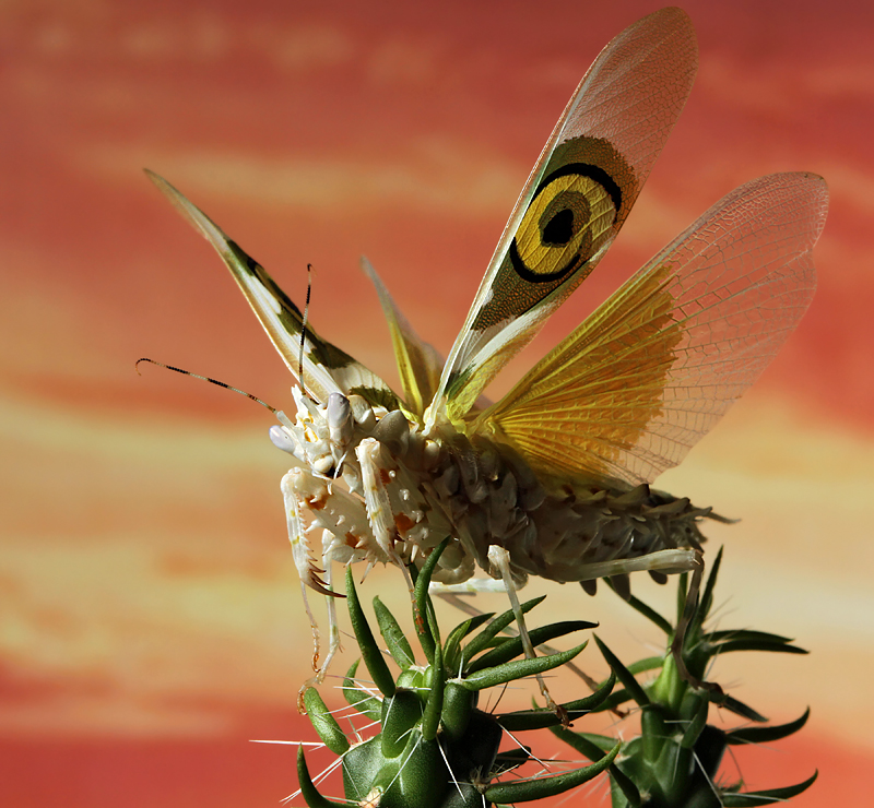 Spiny-Desert-Flower.jpg