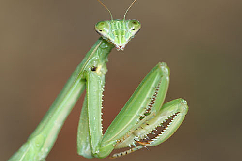 Chinese%20Praying%20Mantis%20(Tenodera%20sinensis).jpg