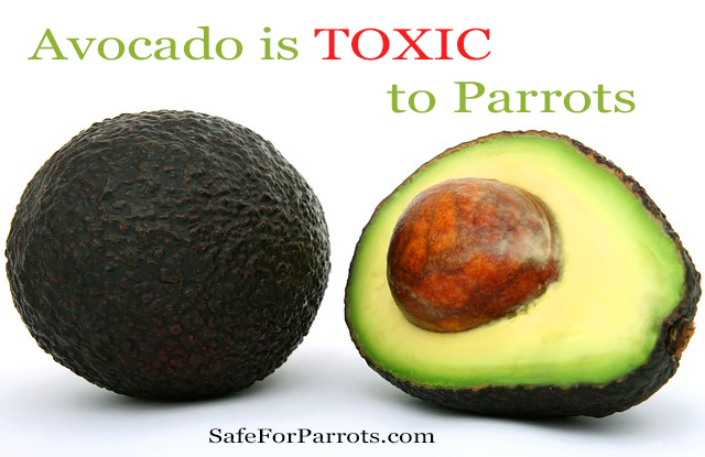 avocado-poisonous-to-birds-warning.jpg