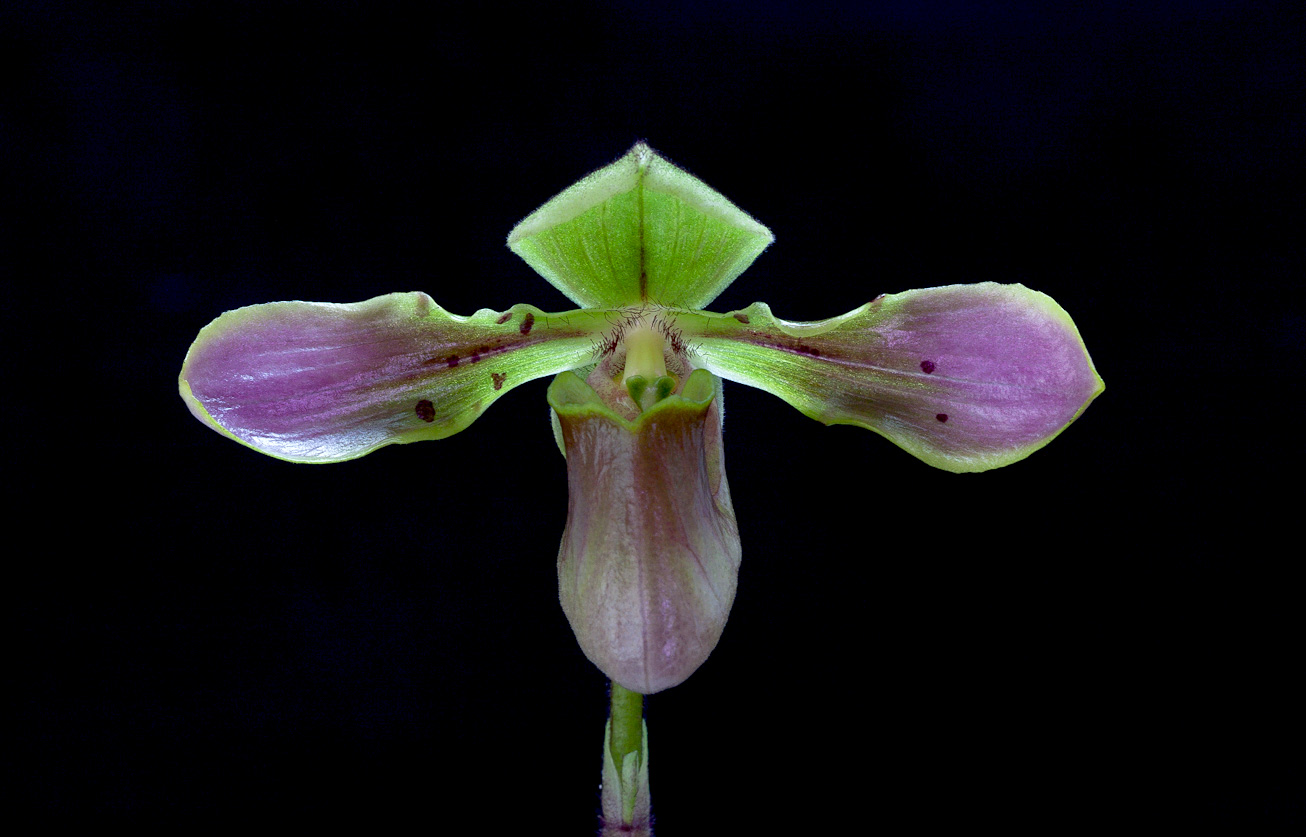 Paphiopedilum bullenianum var. celebense | Slippertalk Orchid Forum