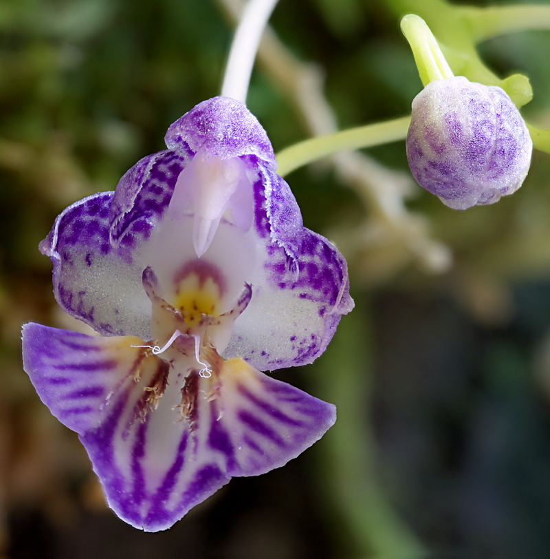 Phalaenopsis%20appendiculata%2002.jpg