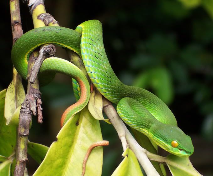 WhitelippedViperTrimeresurus_albolabris.jpg