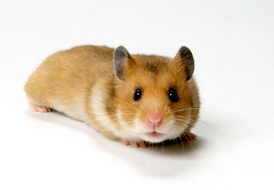 Golden-hamster.jpg