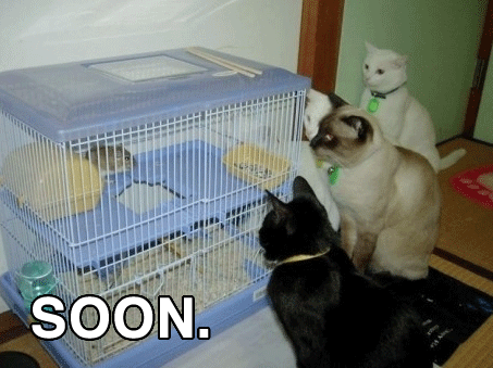 cat-cats-kitten-kitty-pic-picture-funny-lolcat-cute-fun-lovely-photo-images-soon.png