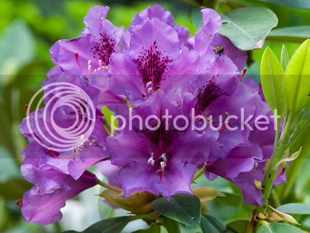 RhododendronTapestry_web-2.jpg