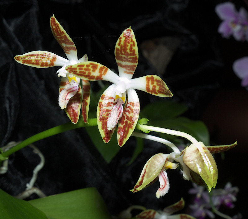 Phalaenopsis%20sumatrana.jpg