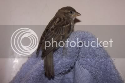 littlesparrow001.jpg