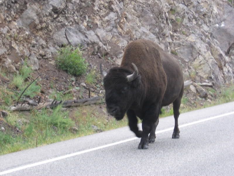 47-Bisononroad.jpg