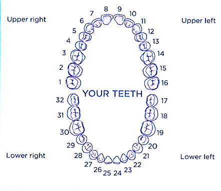 toothnumberingLR.jpg