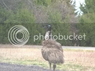 emu2.jpg