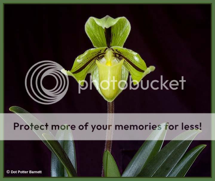 Paph_druryi-09-1.jpg