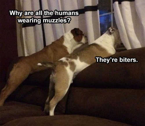 dogs-why-are-all-humans-wearing-muzzels-theyre-biters.jpg