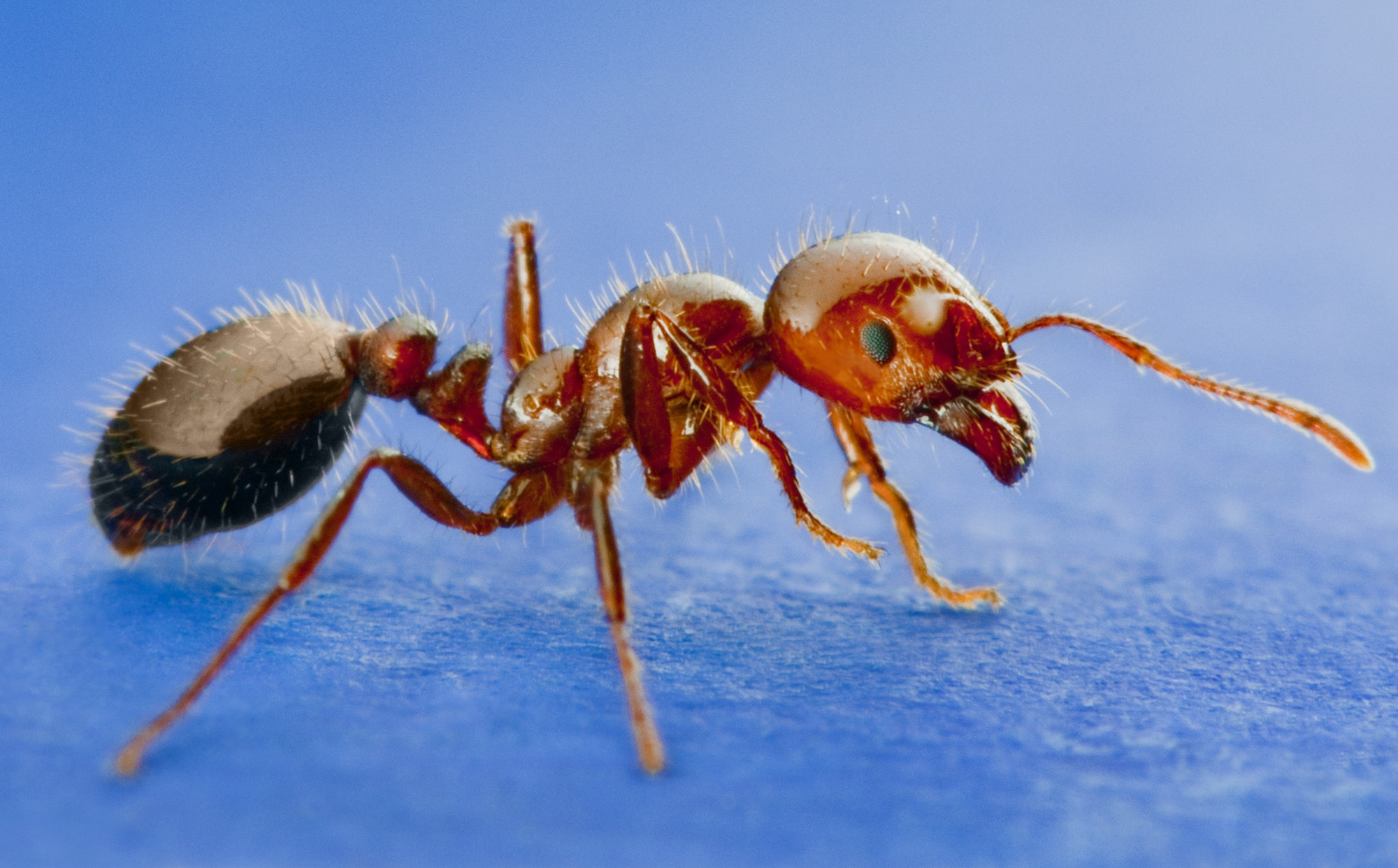 Red Imported Fire Ants - Orange County Mosquito and Vector Control District