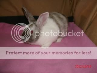 Reserved RESERVED FOR factory PAY of BUNDLE harleyrn Bunnies with clouds and band aides