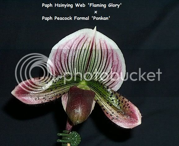 663PaphHsinyingWebFlamingGloryxPaph.jpg