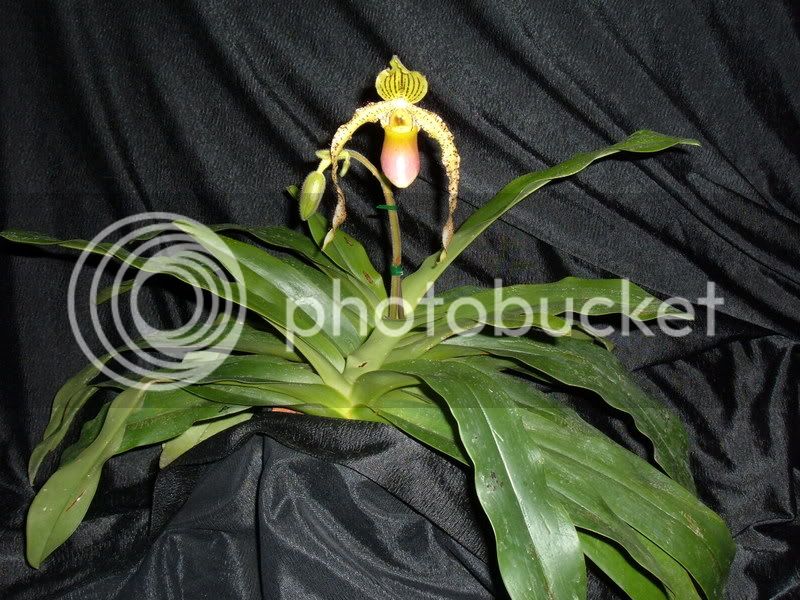 OrchidPictures2008036.jpg