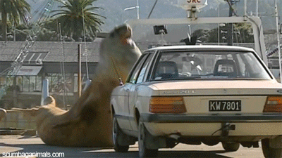 sea-lion-smashing-car-funny-pictures-animated-gif.gif