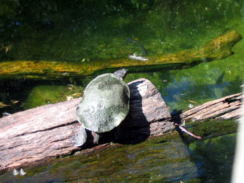 Turtle3.jpg