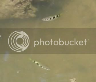 archerfish.jpg