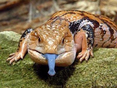 blue-tongue-skink.jpg