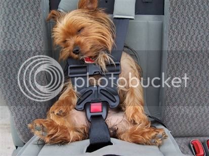 dog-in-car-seat-beltcopy.jpg
