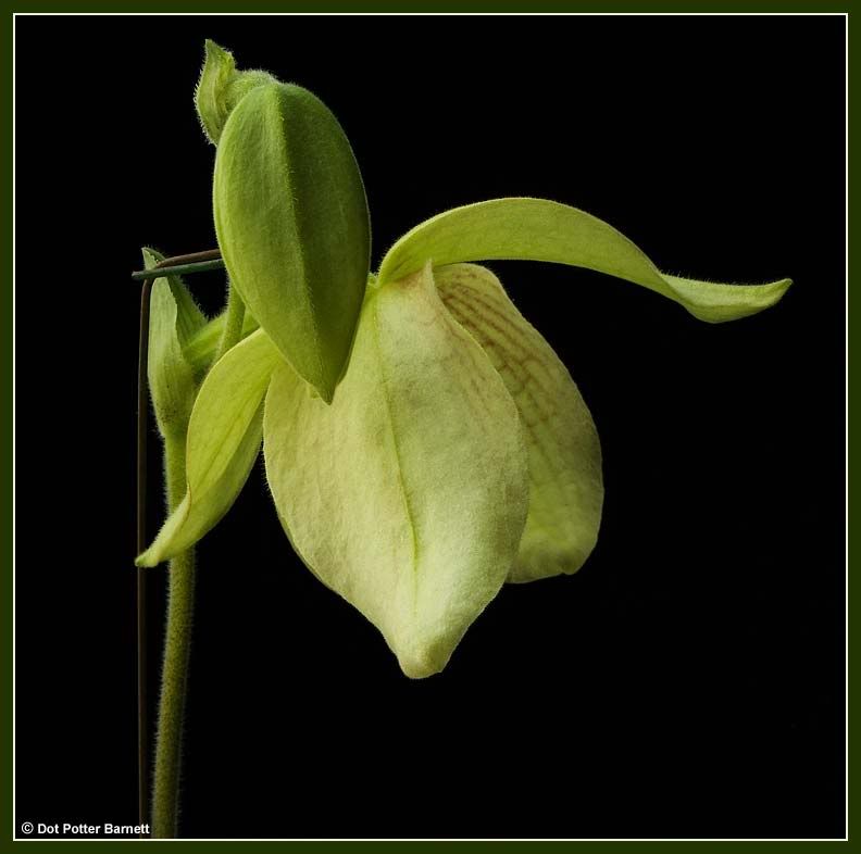 Paph_MemLarryHeuer-side-2011.jpg