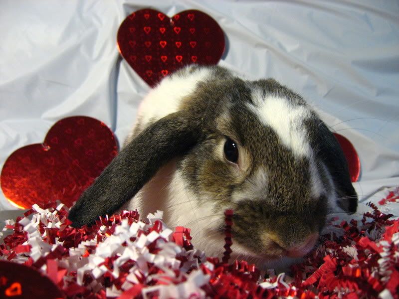 ValentineBunnies008.jpg