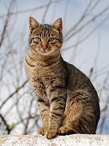 220px-Cat_November_2010-1a.jpg