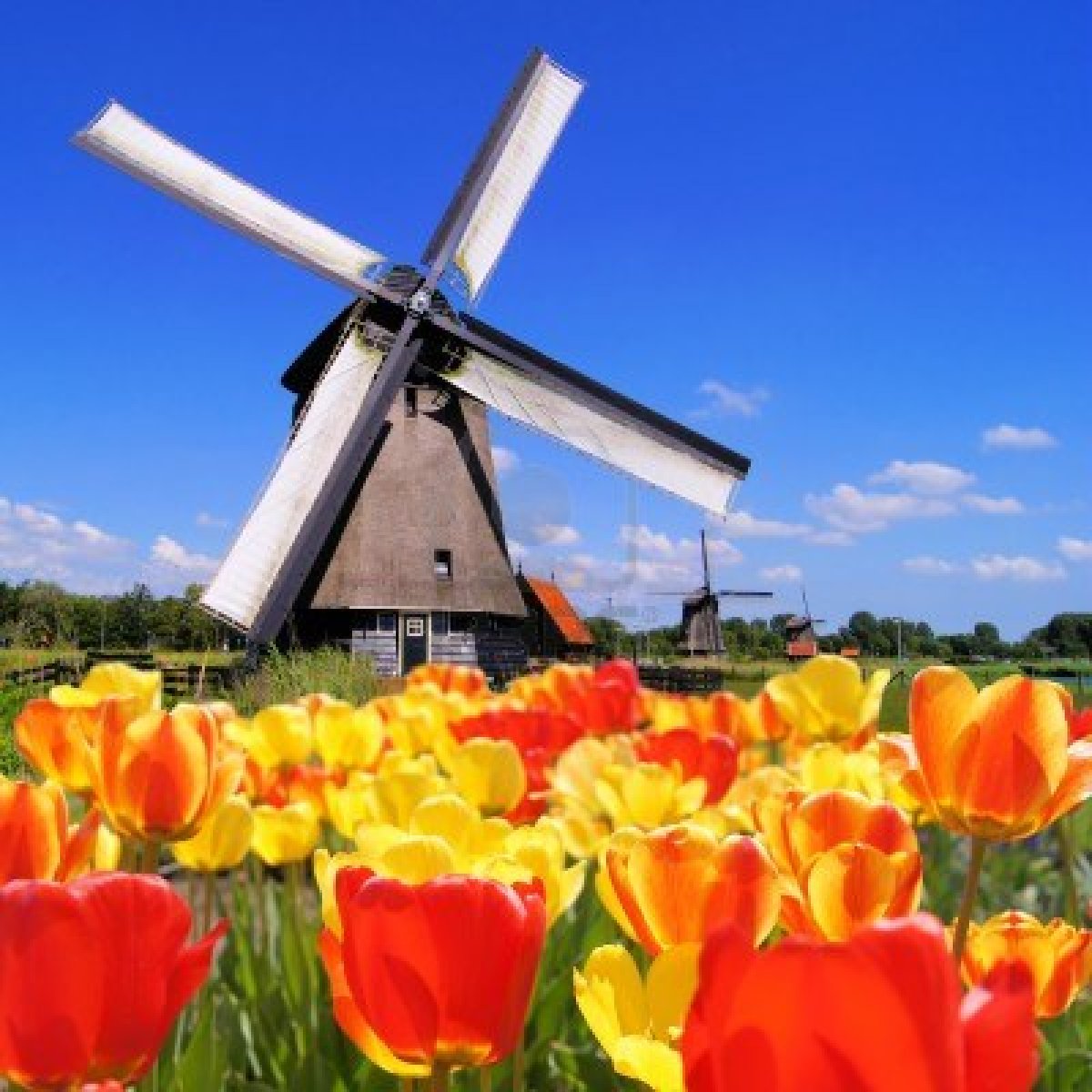 Dutch-windmills-with-vibrant-tulips.jpg