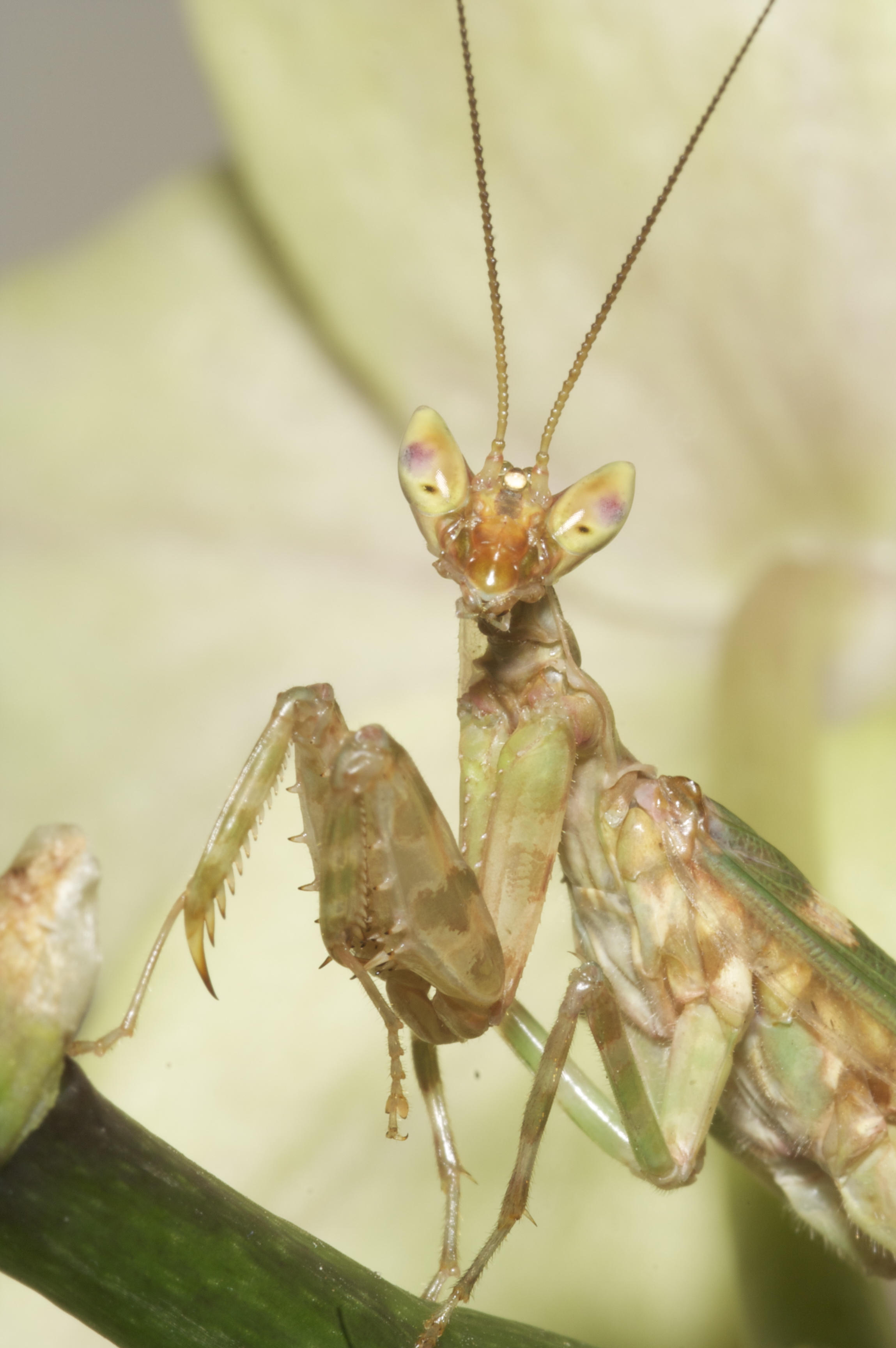 Adult_Male_Flower_Mantis_by_ColdTouch.jpg