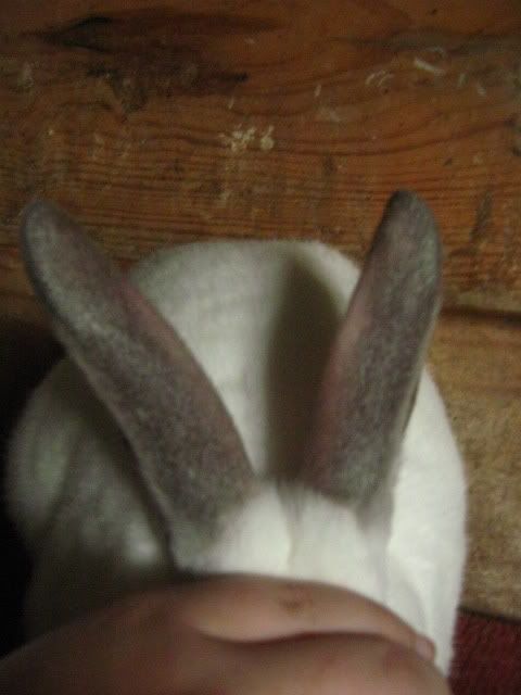 rabbitsandDPNknit001.jpg