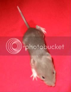 Rats153.jpg