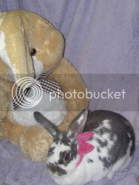 Bunnypictures-Leanne325.jpg